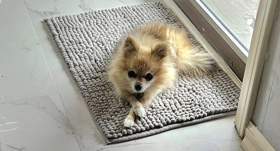 Chanel, a beautiful Pomeranian
